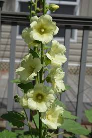 Image result for Alcea rosea