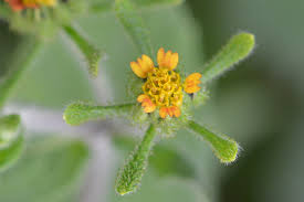 Image result for Sigesbeckia