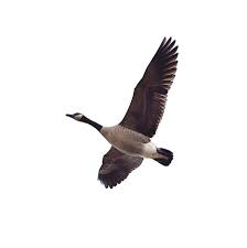 Canadian geese can live up to 24 years, returning annually to the same nesting area. Canada Goose