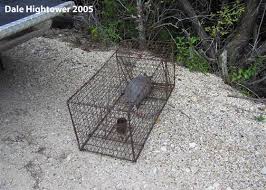 On top of that, large armadillo burrows can destabilize certain areas of your property. Armadillo Problems