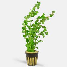 Image result for Rotala filiformis