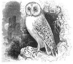 We did not find results for: Page Natural History Birds Djvu 38 Wikisource The Free Online Library