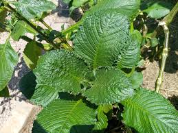 Image result for Brillantaisia cicatricosa