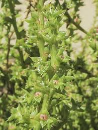 Image result for Salsola kali