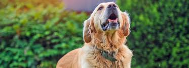 How much does pet stop cost. How To Stop Your Dog From Barking Petsmart