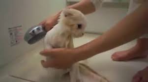 Banyo Yapan Kedi Dailymotion Video