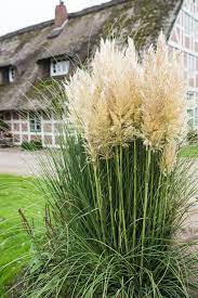 Pampasgrassfarmer (3hlink) wins customers favor because of high quality and excellent service! Pampasgras Cortaderia Selloana Gunstig Online Kaufen
