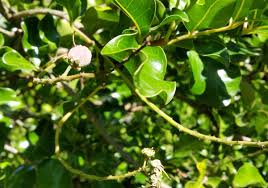 Image result for Bersama lucens