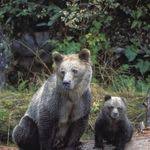 Biotic Factors In The Amazon Rainforest Pin On Kids Nature