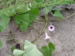 Image result for Ipomoea kituiensis