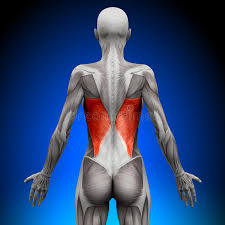 Anatomy anatomy back gross anatomy shoulder muscles human anatomy drawing human body anatomy human anatomy and physiology lower back muscles anatomy. Female Back Muscles Stock Illustrations 412 Female Back Muscles Stock Illustrations Vectors Clipart Dreamstime