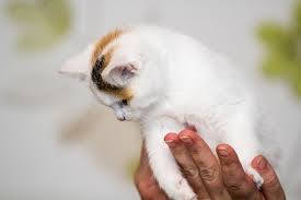 250 tiere in not ein neues zuhause. Hand Und Pfote Lohfelden E V