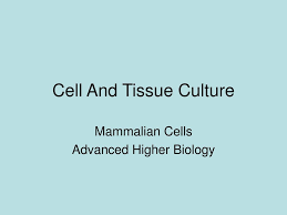 Typesprimary culturessecondary cultures (cell line). Ppt Cell And Tissue Culture Powerpoint Presentation Free Download Id 147605