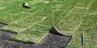 Pin On Zoysia