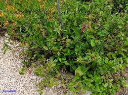 Image result for Streptocarpus buchananii