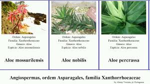 Image result for Aloe mossurilensis