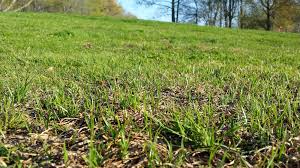 Image result for Kyllinga