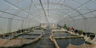 You have heard of tilapia farming actually being harmful to the environment. Fish Farming S Y N A P T O M A N