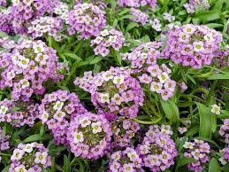 We did not find results for: 20 Best Ground Cover Plants And Flowers Low Maintenance Ground Covers To Prevent Weeds