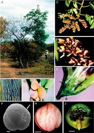 Image result for Dichilus lebeckioides