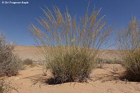 Image result for Stipagrostis