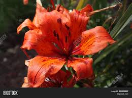 2.69mb, orange summer flowers picture with tags: Orange Lily Flowers Image Photo Free Trial Bigstock