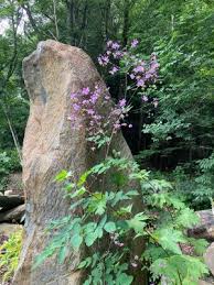 Image result for Thalictrum