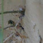 Image result for Tacazzea