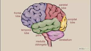 When I Graduate I Want This Tattoot But With Water Color Splashes And No Labels Brain Anatomy Brain Drawing Brain Models