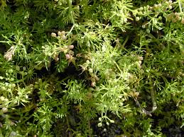 Image result for Apium leptophyllum