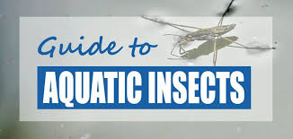 Mosquito larvae swimming pool worm identification. List Of Common Aquatic Pond Insects Pictures Identification Pond Informer