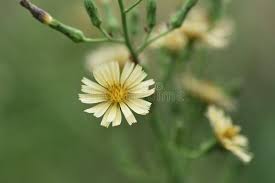 Image result for Lactuca indica