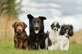 We have now placed twitpic in an archived state. Our Supporting Staff In Nashua Nh All Pets Veterinary Hospital