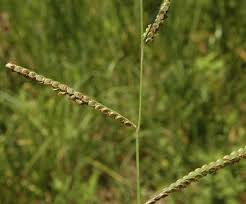 Image result for Paspalum
