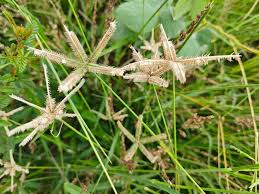 Image result for Dactyloctenium aegyptium