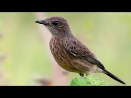 We did not find results for: Suara Panggilan Burung Decu Betina Youtube