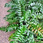 Image result for Pteris dentata
