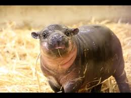 A baby pygmy hippopotamus takes a bath in an enclosure at tokyo's ueno zoo on july 24, 2011. Pygmy Hippo Calf Makes A Splash At Taronga Youtube
