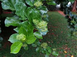 Image result for Premna serratifolia