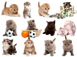 Image result for dog image no background