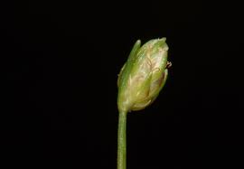 Image result for Isolepis costata