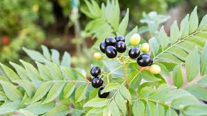 Curry is a dish, but it also gets its name from the leaf of the curry tree. Curry Leaf Plant Propagation Pruning Repotting And Harvest