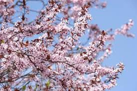 No fruit or seed drop. The Types Of Flowering Trees In New England Ehow Com Japanese Cherry Tree Flowering Cherry Tree Ornamental Cherry