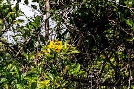 Image result for Acridocarpus natalitius