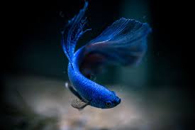 Pin By Victor On Beta Betta Fish Betta Fish