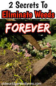 2 Big Secrets To Eliminate Weeds In Your Garden Forever Garden Weeds Eliminate Chores Hoe Till Garden Weeds Organic Vegetable Garden Organic Gardening