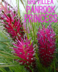 Image result for Grewia praecox