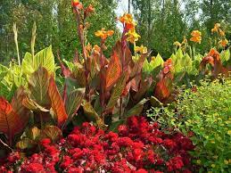 Department of agriculture plant hardiness zones 8 through 12. How To Use Canna Lily In The Garden Hgtv