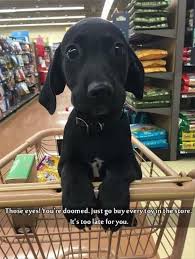 Pin By Will On Shintaro Katsu Cute Animal Memes Cute Baby Animals Funny Animals