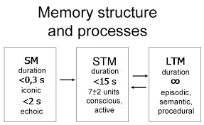 Multi Store Model Atkinson Shiffrin Cognitive Psychology Psychology Study Help
